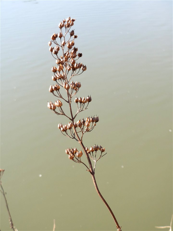 Mumienbotanik: Knotige Braunwurz (Scrophularia nodosa) an der Saar in Saarbrücken