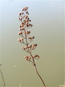 Mumienbotanik: Knotige Braunwurz (Scrophularia nodosa) an der Saar in Saarbrücken