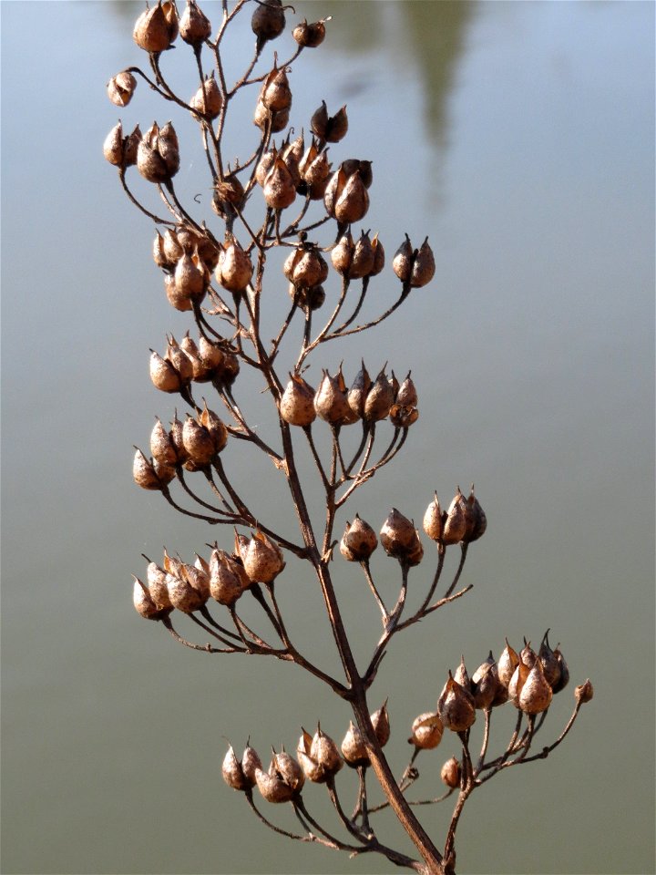 Mumienbotanik: Knotige Braunwurz (Scrophularia nodosa) an der Saar in Saarbrücken