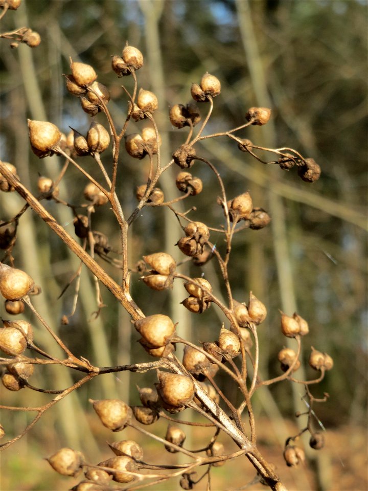 Mumienbotanik: Knotige Braunwurz (Scrophularia nodosa) in der Schwetzinger Hardt