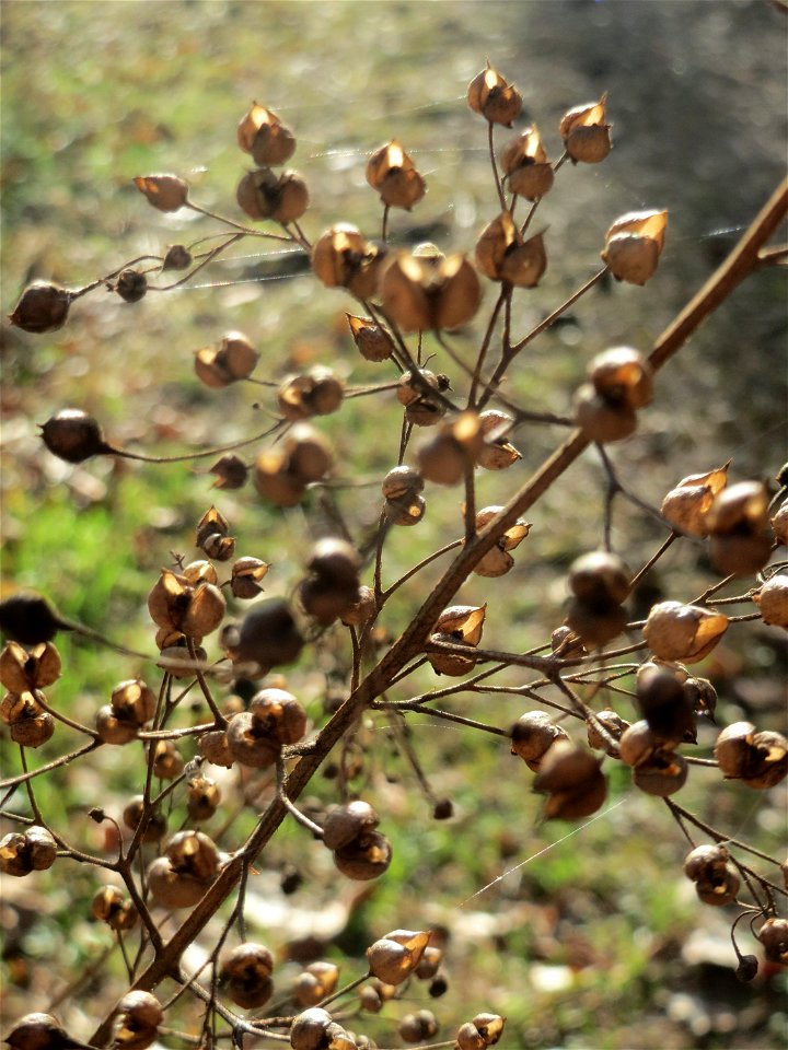 Mumienbotanik: Knotige Braunwurz (Scrophularia nodosa) in der Schwetzinger Hardt