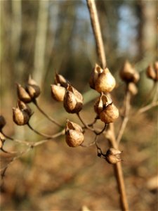Mumienbotanik: Knotige Braunwurz (Scrophularia nodosa) in der Schwetzinger Hardt