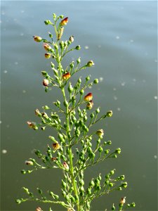Knotige Braunwurz (Scrophularia nodosa) an der Saar in Sankt Arnual