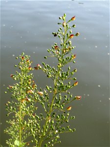 Knotige Braunwurz (Scrophularia nodosa) an der Saar in Saarbrücken