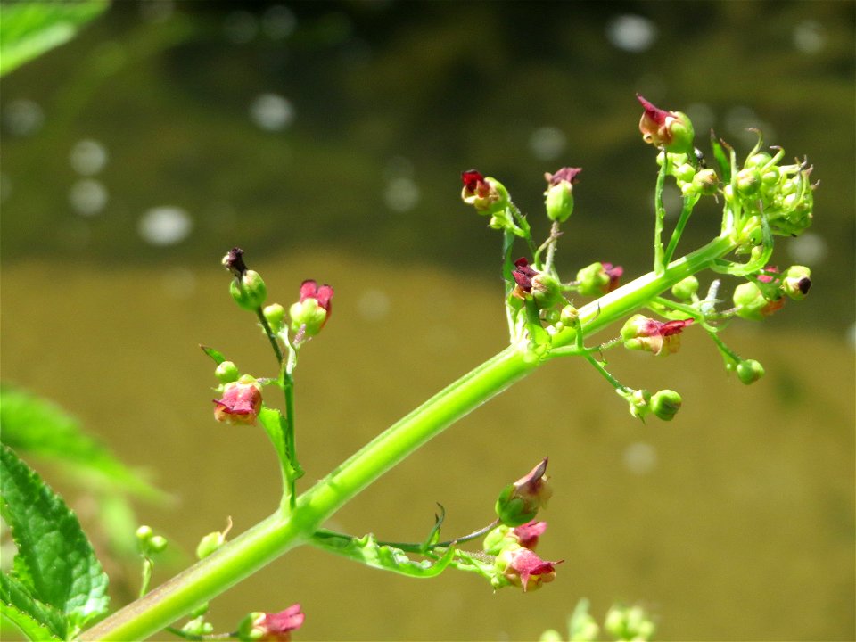 Scrophularia alata am Kraichbach in Hockenheim