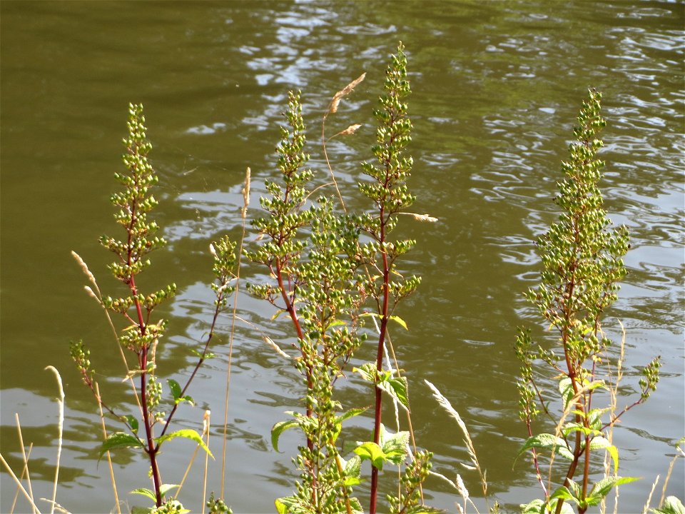 Knotige Braunwurz (Scrophularia nodosa) an der Saar in Sankt Arnual