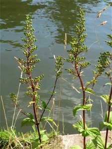 Knotige Braunwurz (Scrophularia nodosa) an der Saar in Sankt Arnual