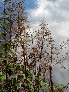 Scrophularia alata an der Saar in Saarbrücken