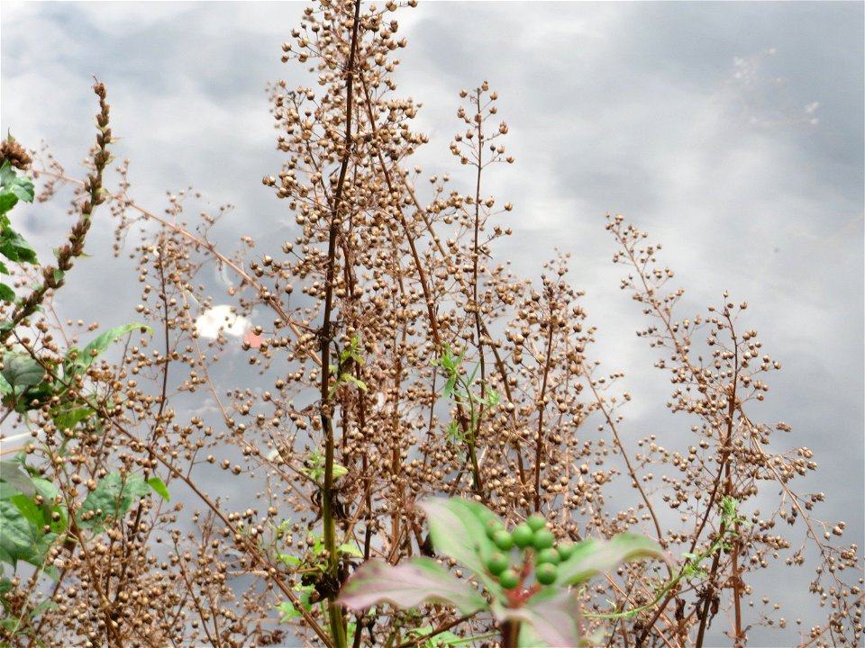 Scrophularia alata an der Saar in Saarbrücken