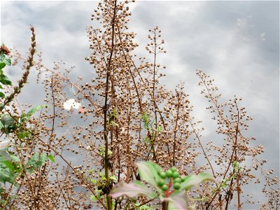 Scrophularia alata an der Saar in Saarbrücken