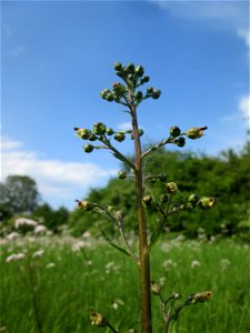Knotige Braunwurz (Scrophularia nodosa) im Naturschutzgebiet „Oder“ im Hockenheimer Rheinbogen