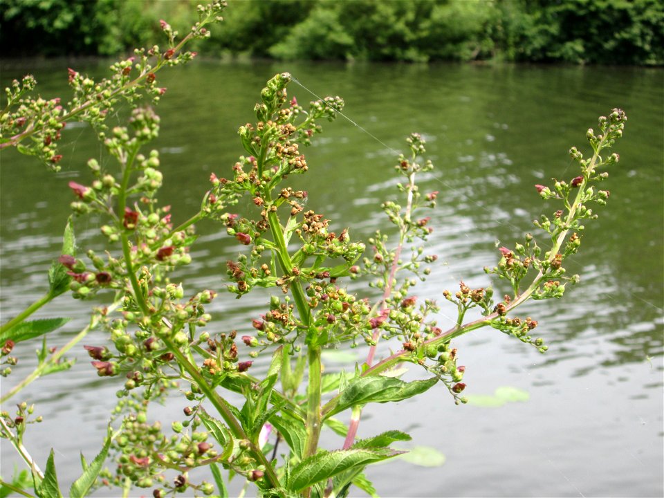 Knotige Braunwurz (Scrophularia nodosa) an der Saar in Sankt Arnual