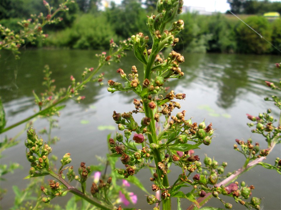 Knotige Braunwurz (Scrophularia nodosa) an der Saar in Sankt Arnual