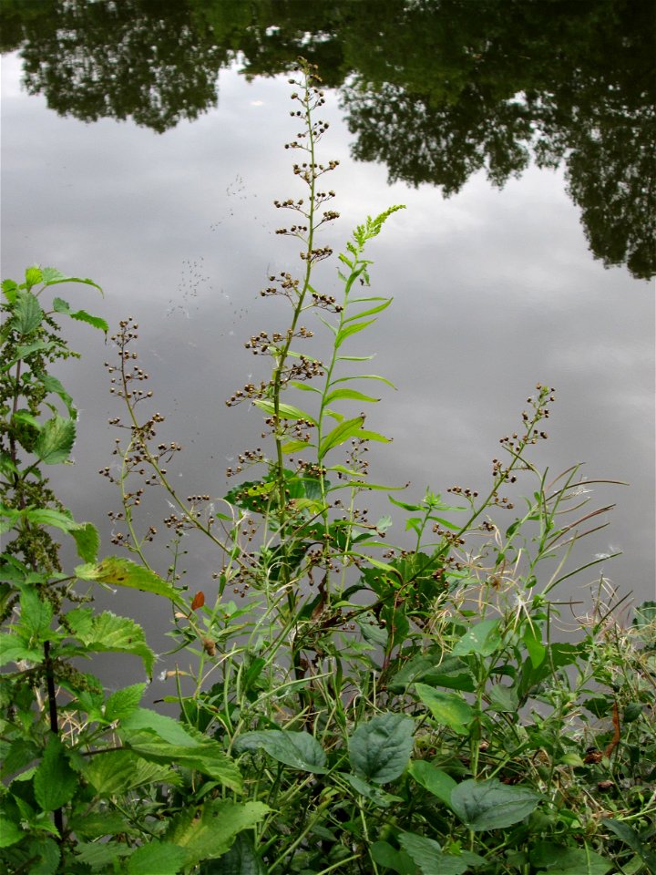 Knotige Braunwurz (Scrophularia nodosa) an der Saar in Saarbrücken