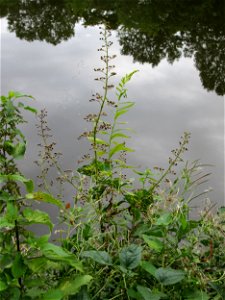 Knotige Braunwurz (Scrophularia nodosa) an der Saar in Saarbrücken
