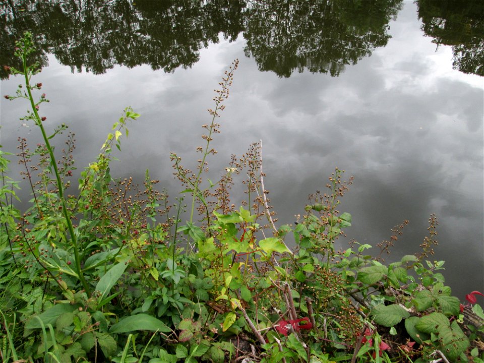 Knotige Braunwurz (Scrophularia nodosa) an der Saar in Saarbrücken