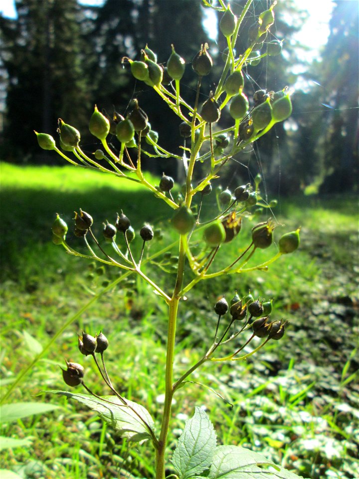 Knotige Braunwurz (Scrophularia nodosa) am Hauptfriedhof in Alt-Saarbrücken