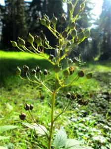 Knotige Braunwurz (Scrophularia nodosa) am Hauptfriedhof in Alt-Saarbrücken