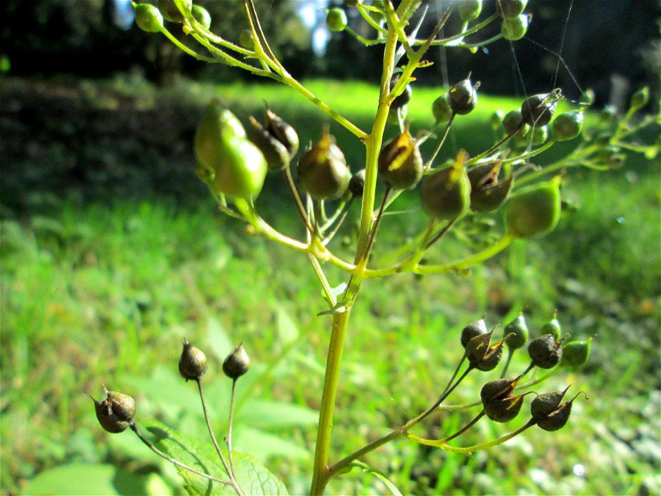 Knotige Braunwurz (Scrophularia nodosa) in waldartiger Umgebung am Hauptfriedhof in Alt-Saarbrücken