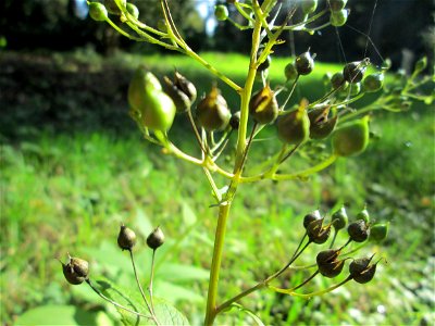 Knotige Braunwurz (Scrophularia nodosa) in waldartiger Umgebung am Hauptfriedhof in Alt-Saarbrücken
