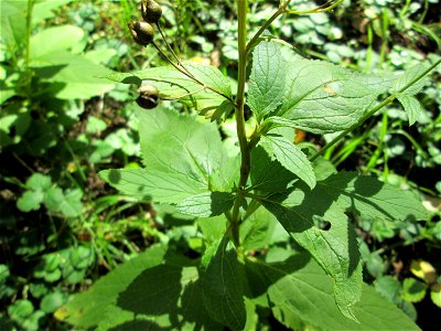 Knotige Braunwurz (Scrophularia nodosa) in waldartiger Umgebung am Hauptfriedhof in Alt-Saarbrücken