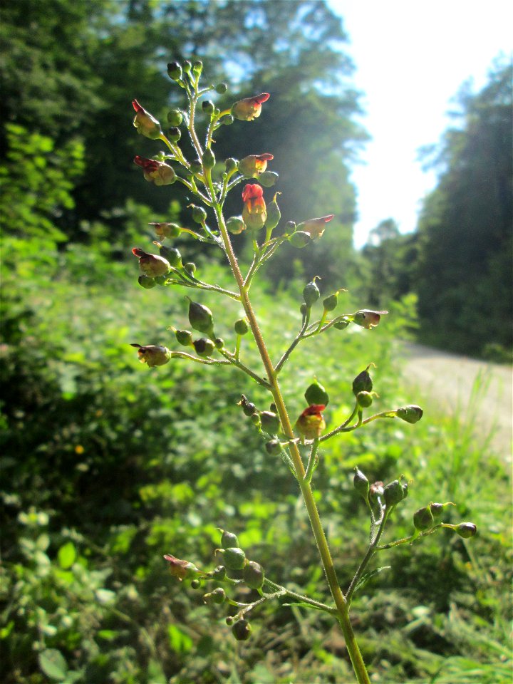 Knotige Braunwurz (Scrophularia nodosa) am Dragonerweg in der Gemarkung Bübingen