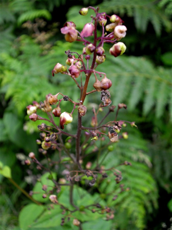 Scrophularia nodosa aus Wales