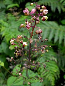 Scrophularia nodosa aus Wales