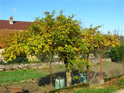 Bignonia in Lacrost (Saône-et-Loire, France).