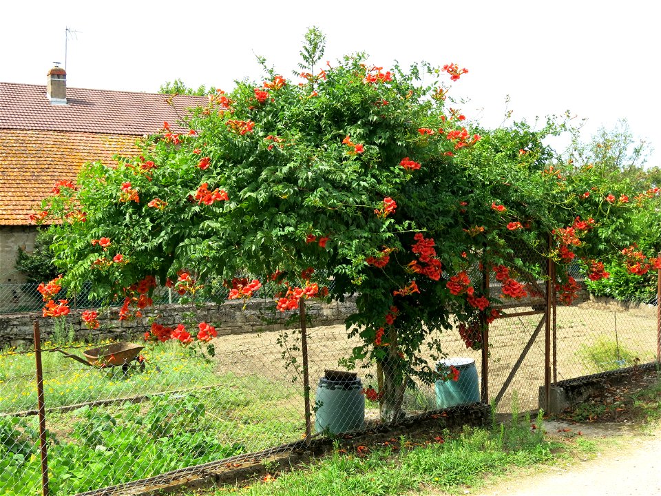 Bignonia in Lacrost (Saône-et-Loire, France).