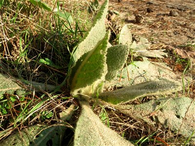 Unidentified Verbascum im Naturschutzgebiet Zugmantel-Bandholz photo