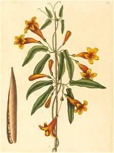 Cross-vine (Bignonia capreolata) photo