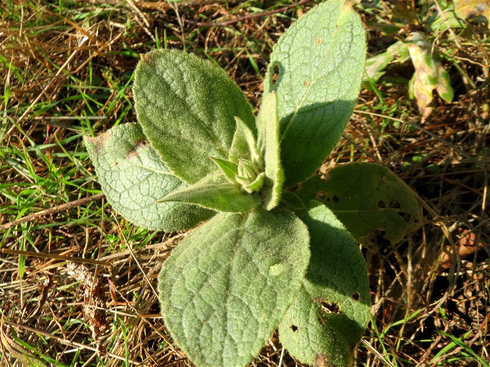 Großblütige Königskerze (Verbascum densiflorum) im Naturschutzgebiet Zugmantel-Bandholz