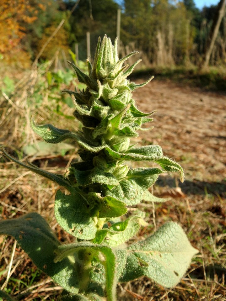 Großblütige Königskerze (Verbascum densiflorum) im Naturschutzgebiet Zugmantel-Bandholz