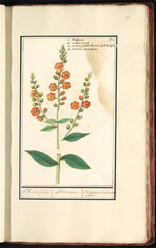 IdentificatieTitel(s): Mottenkruid (Verbascum blattaria)Motten Kruijd. / Blattaria. / Blattaire herbe aux mittes. (titel op object)Objecttype: tekening Objectnummer: RP-T-BR-2017-1-11-35Omschrijving: 
