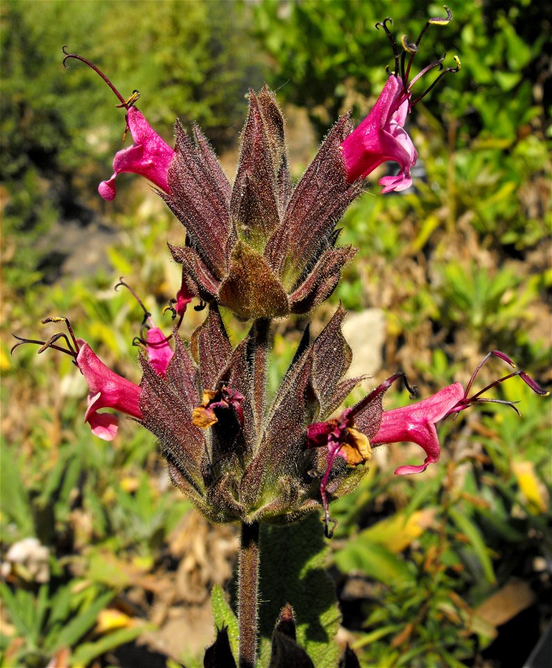 Salvia spathacea at the San Diego Wild Animal Park, Escondido, California, USA.