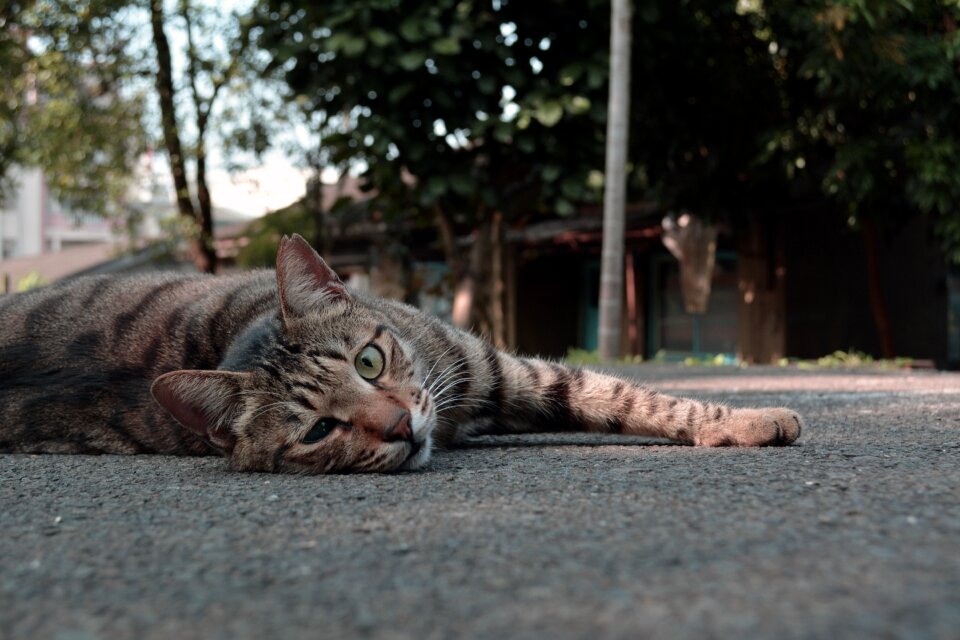 Cat lay the wildcats