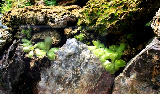 Plant Pinguicula moranensis in Botanical Garden Liberec, Czech Republic