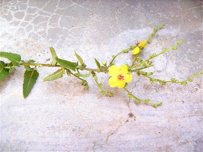 Verbascum blattaria in Castelltallat, Catalonia