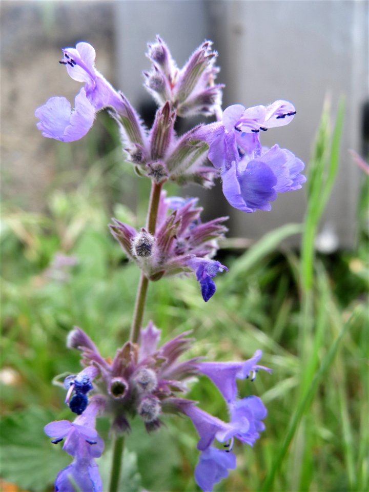 Trauben- oder Blaue Katzenminze (Nepeta racemosa) ausgewildert am Bahnhof Bruchmühlbach-Miesau