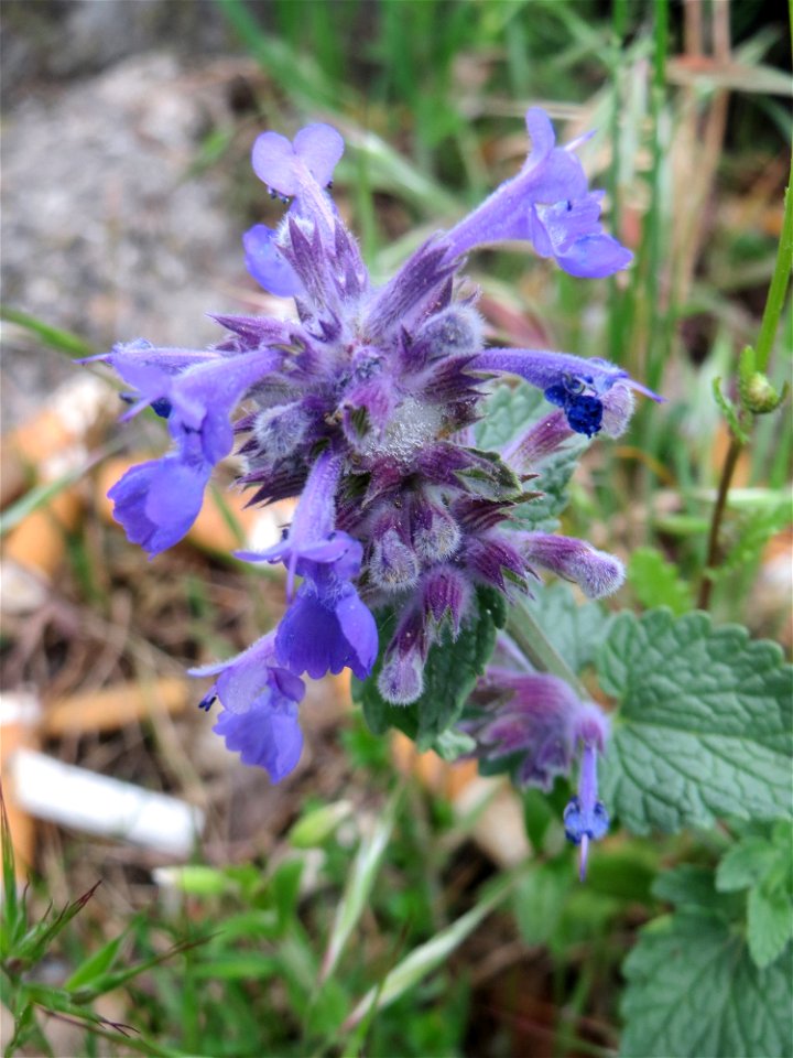 Trauben- oder Blaue Katzenminze (Nepeta racemosa) ausgewildert am Bahnhof Bruchmühlbach-Miesau