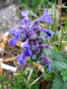 Trauben- oder Blaue Katzenminze (Nepeta racemosa) ausgewildert am Bahnhof Bruchmühlbach-Miesau photo