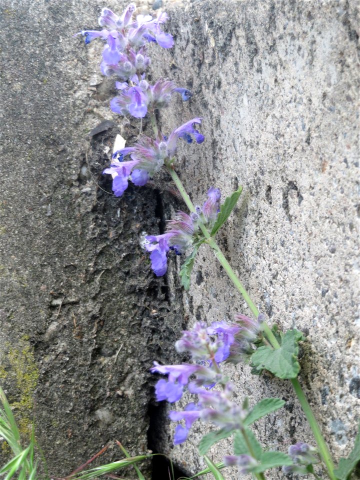 Trauben- oder Blaue Katzenminze (Nepeta racemosa) ausgewildert am Bahnhof Bruchmühlbach-Miesau