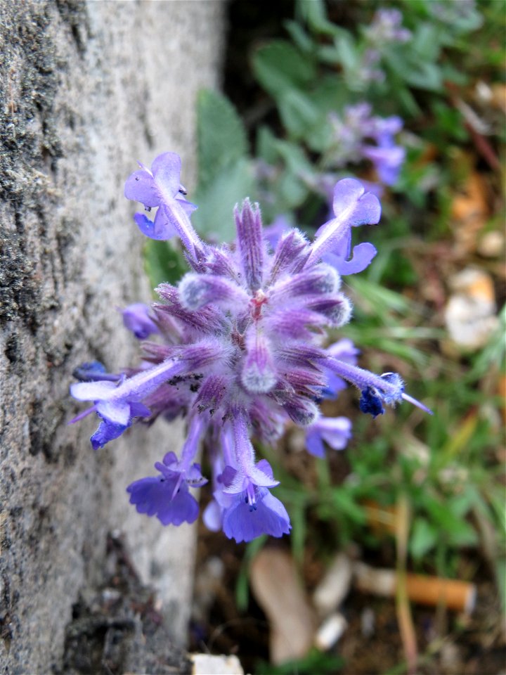 Trauben- oder Blaue Katzenminze (Nepeta racemosa) ausgewildert am Bahnhof Bruchmühlbach-Miesau