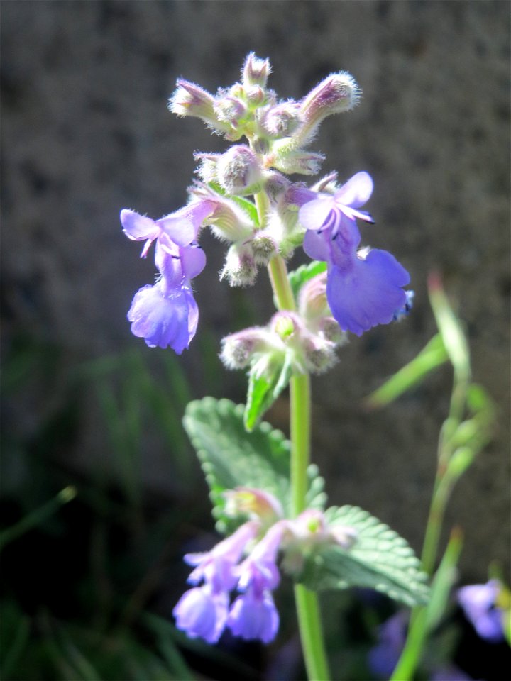 Trauben- oder Blaue Katzenminze (Nepeta racemosa) ausgewildert am Bahnhof Bruchmühlbach-Miesau