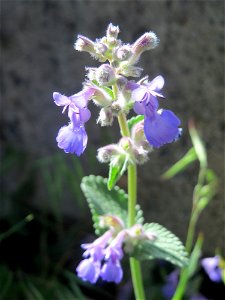Trauben- oder Blaue Katzenminze (Nepeta racemosa) ausgewildert am Bahnhof Bruchmühlbach-Miesau