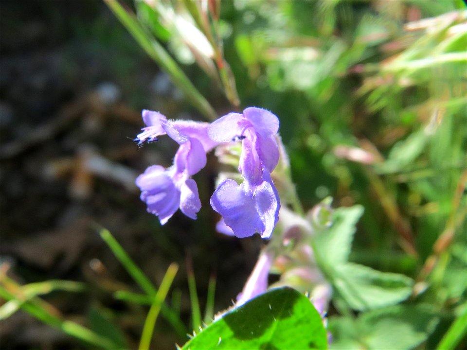 Trauben- oder Blaue Katzenminze (Nepeta racemosa) ausgewildert am Bahnhof Bruchmühlbach-Miesau