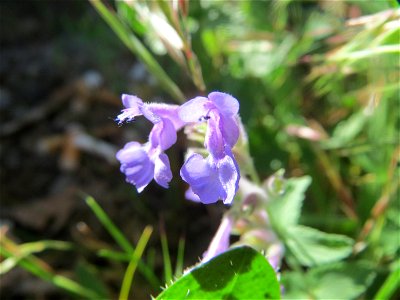 Trauben- oder Blaue Katzenminze (Nepeta racemosa) ausgewildert am Bahnhof Bruchmühlbach-Miesau