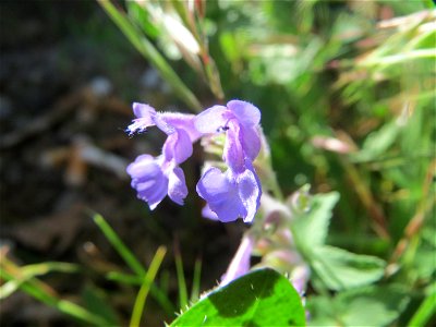 Trauben- oder Blaue Katzenminze (Nepeta racemosa) ausgewildert am Bahnhof Bruchmühlbach-Miesau photo