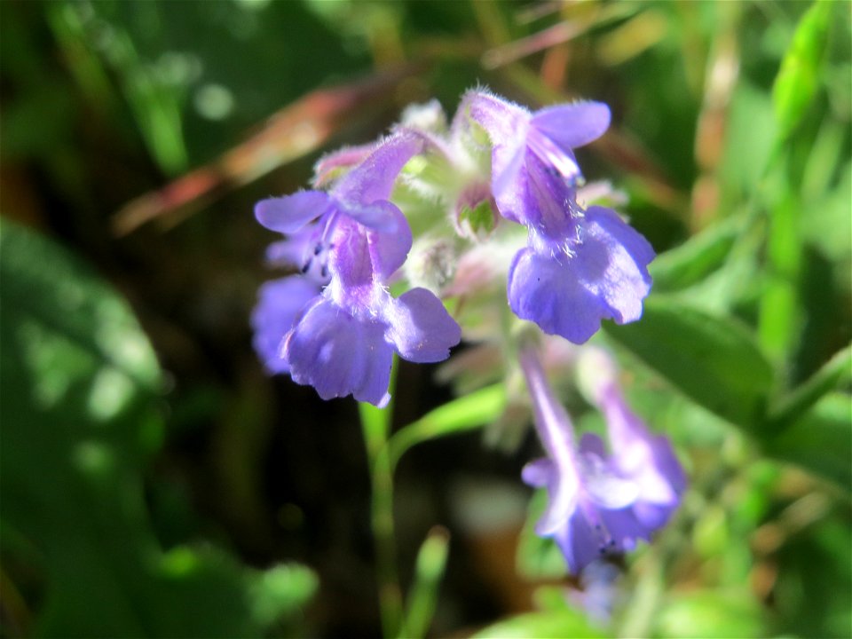 Trauben- oder Blaue Katzenminze (Nepeta racemosa) ausgewildert am Bahnhof Bruchmühlbach-Miesau